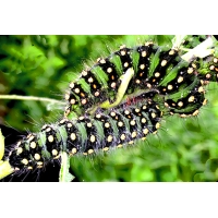 Emperor Moth pavonia  15 eggs  